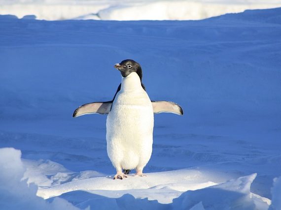 penguin on ice